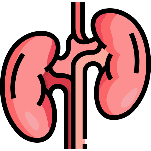 Kidney Function
